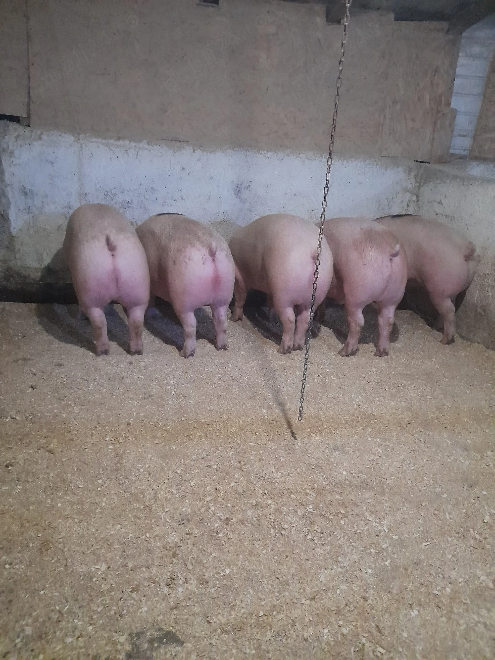 porci de vanzare 