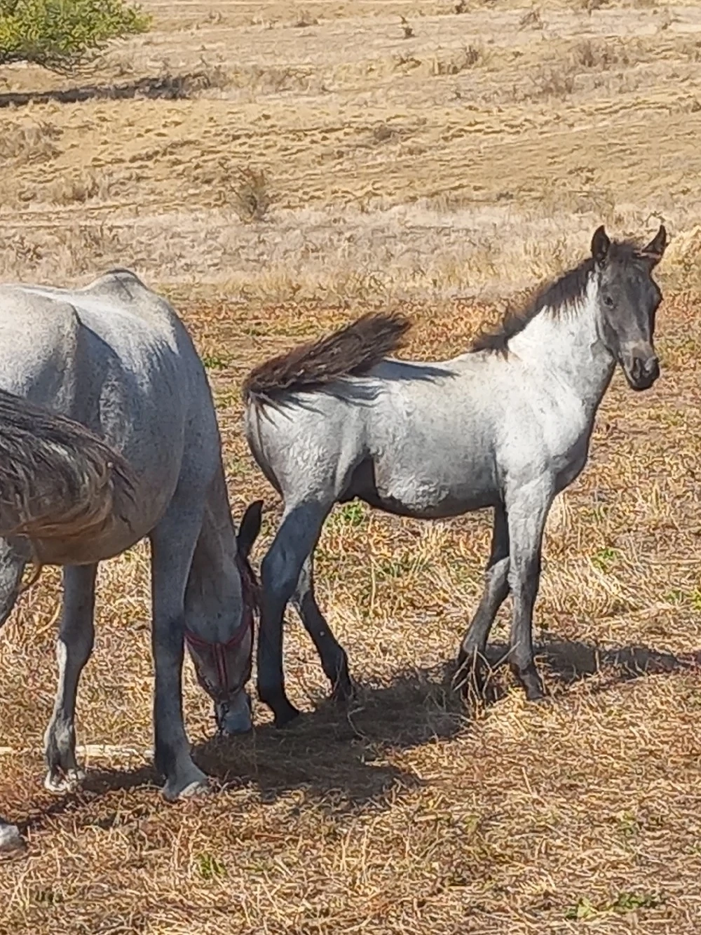 vand un mânz de 4 lunii pret ușor negociabil