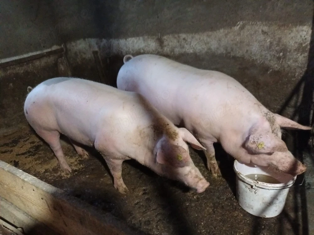 Vand porci 