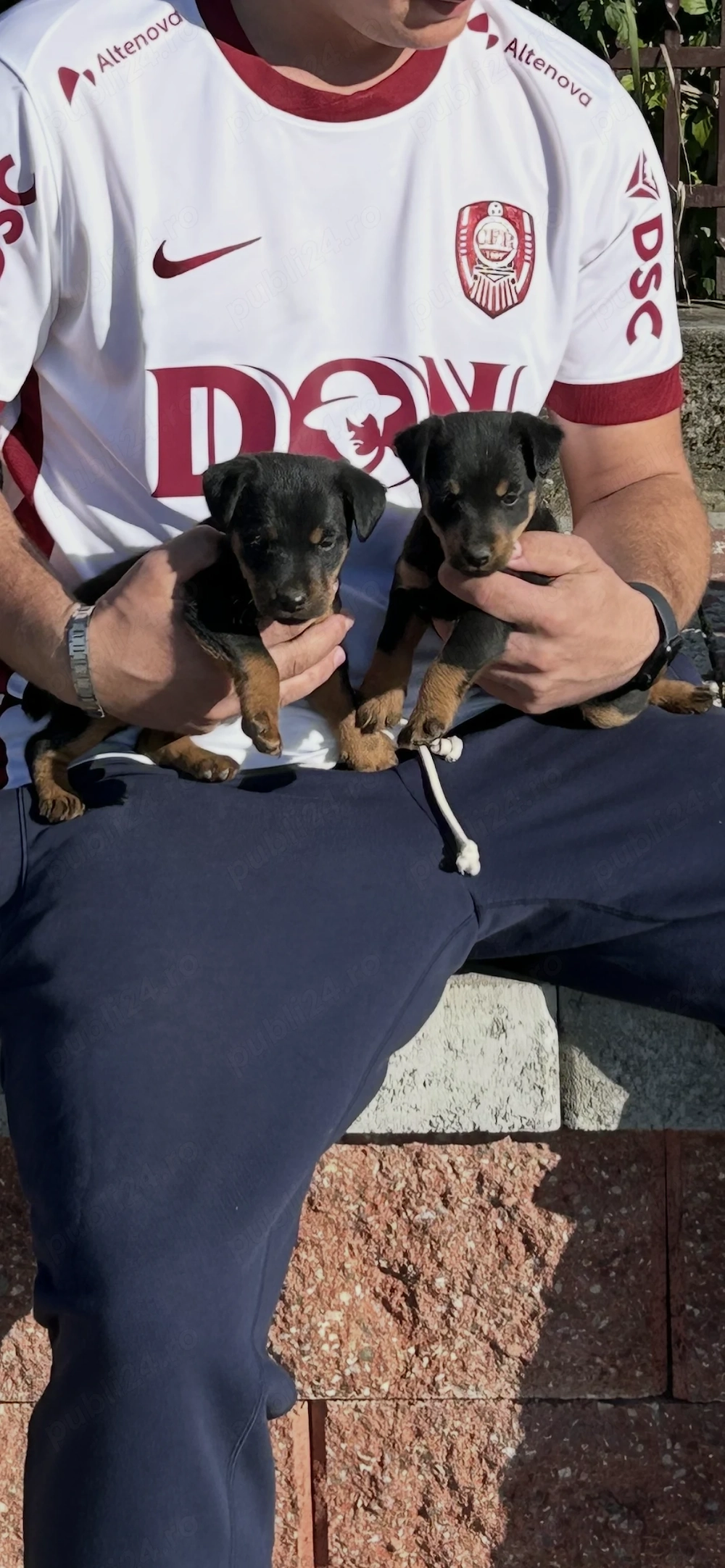 Catel jagdterrier dv 