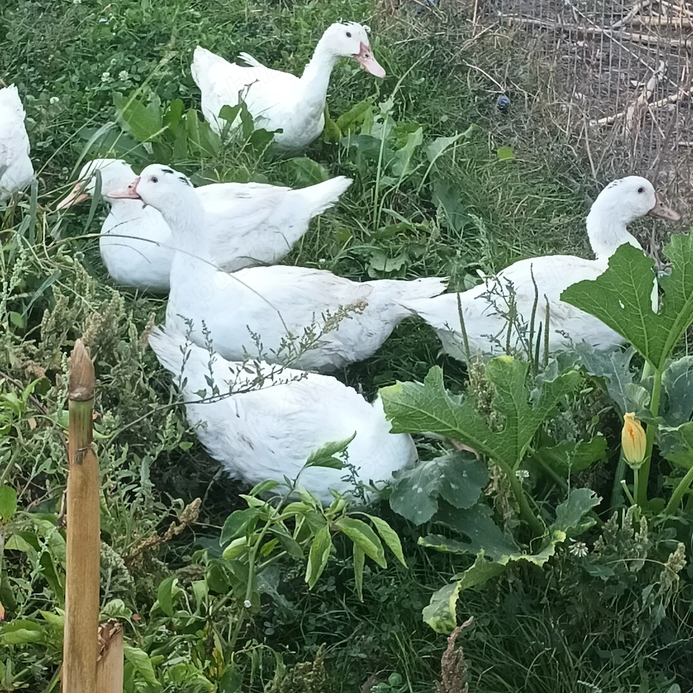 Rațe de carne cu greutate in jur de 4,5 kg