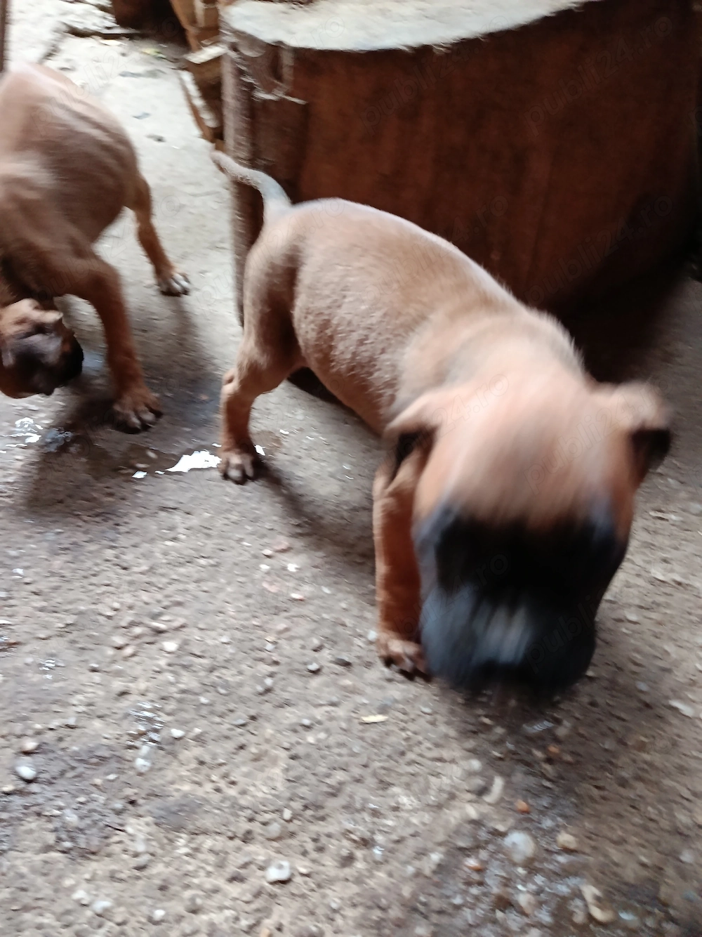 Boxer german