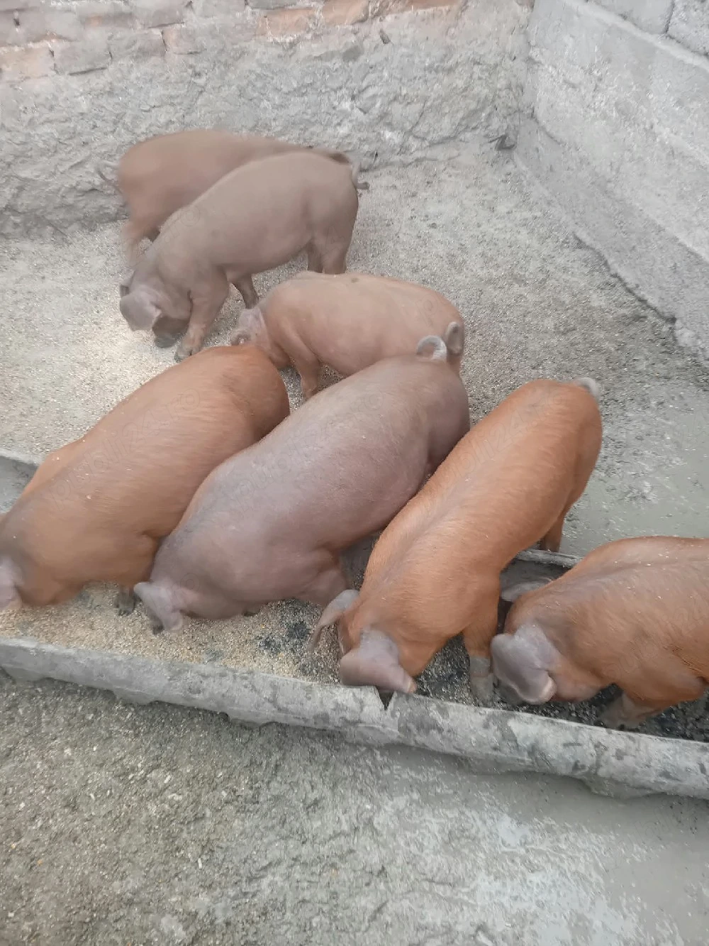 Vând purcei rasa Duroc