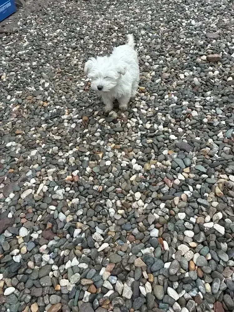 Bichon maltez talie mica
