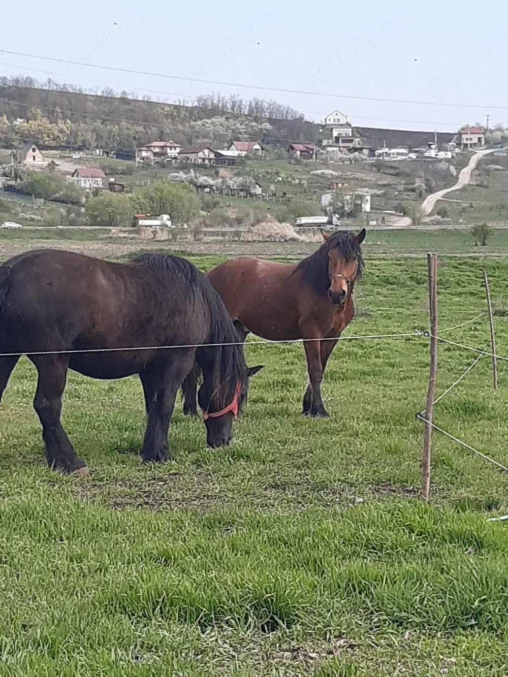 Cai de vânzare