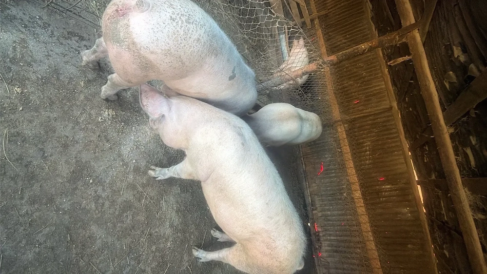Porci pentru Craciun 170-180 kg