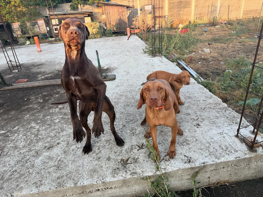 Vând vizsla maghiara 