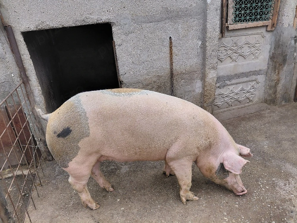 Purcea de vanzare 180-200kg