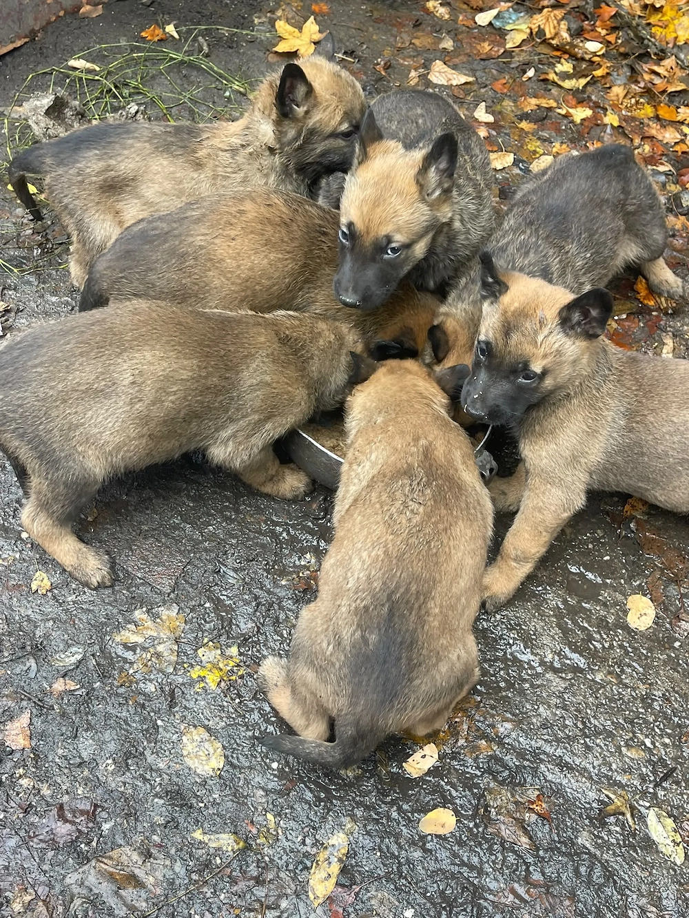 Vând pui de Ciobanesc Belgian Malinois