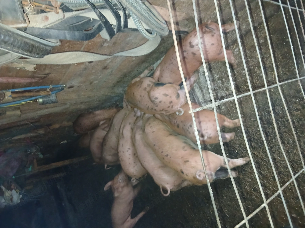 Purceii duroc de vanzare 