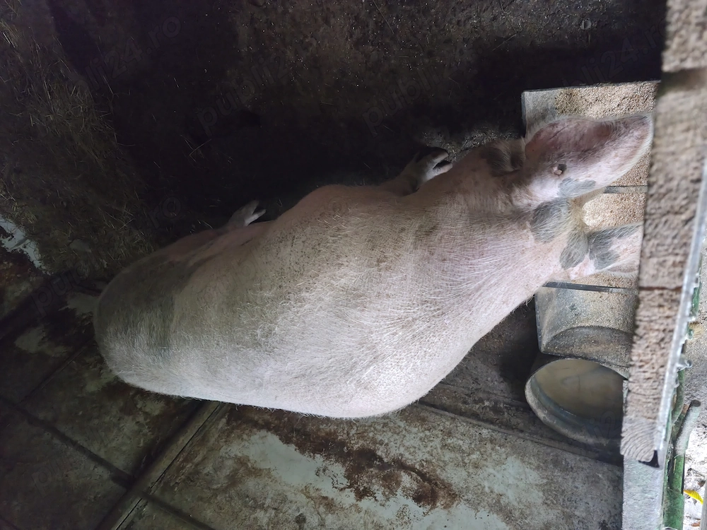 Vand porc 350+kg