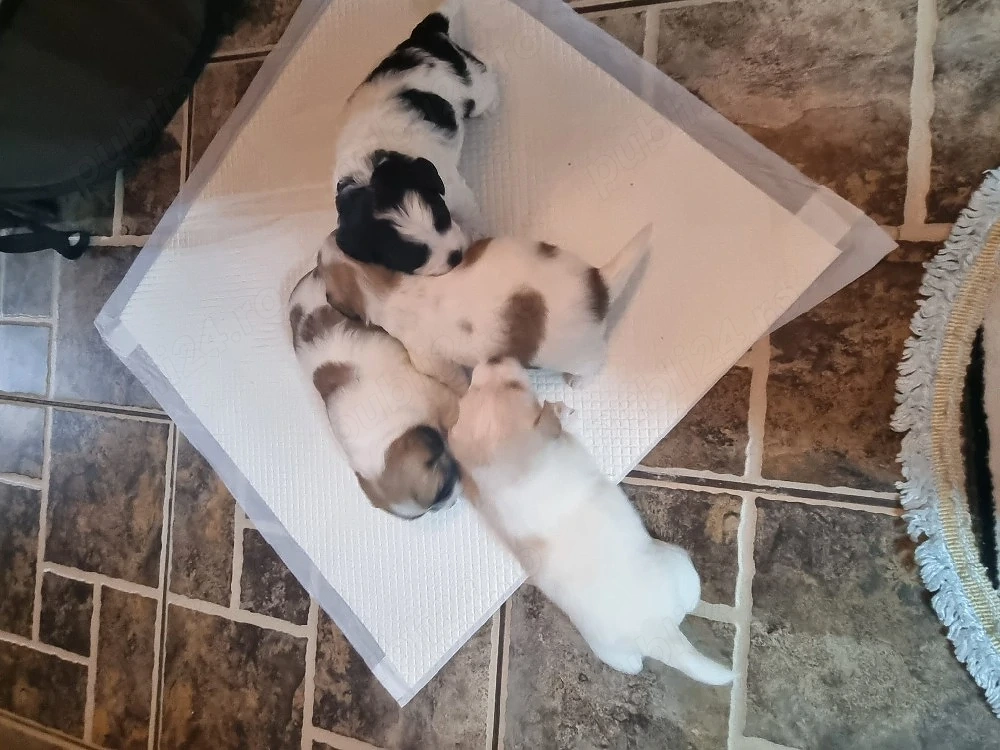 Vând pui bichon  havanez!