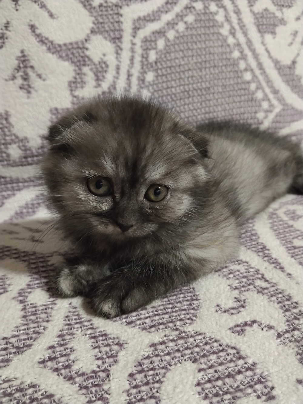 Doua pisicute Scottish fold si straight 