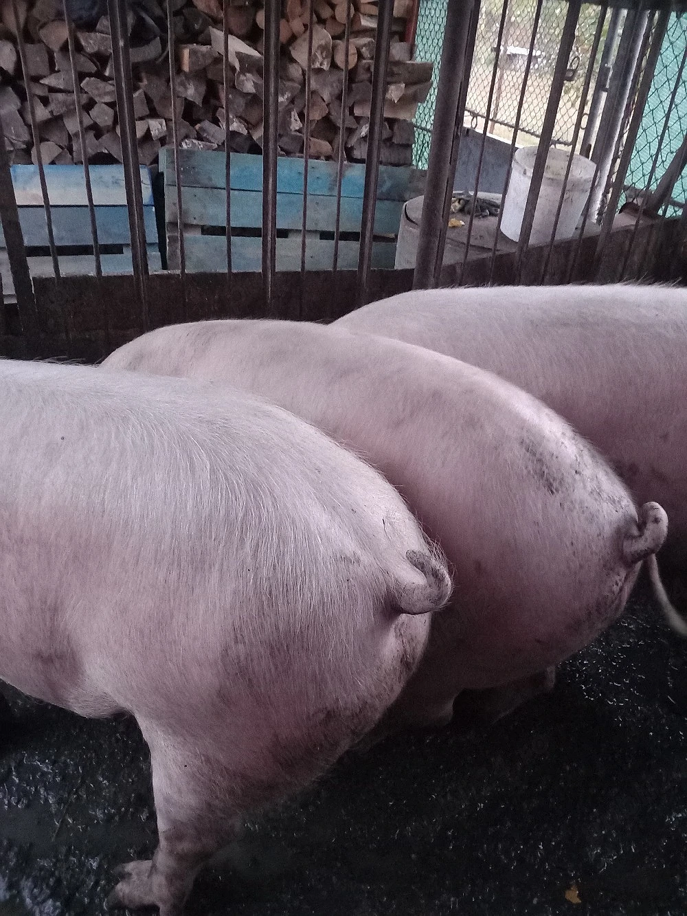 porci de vânzare 
