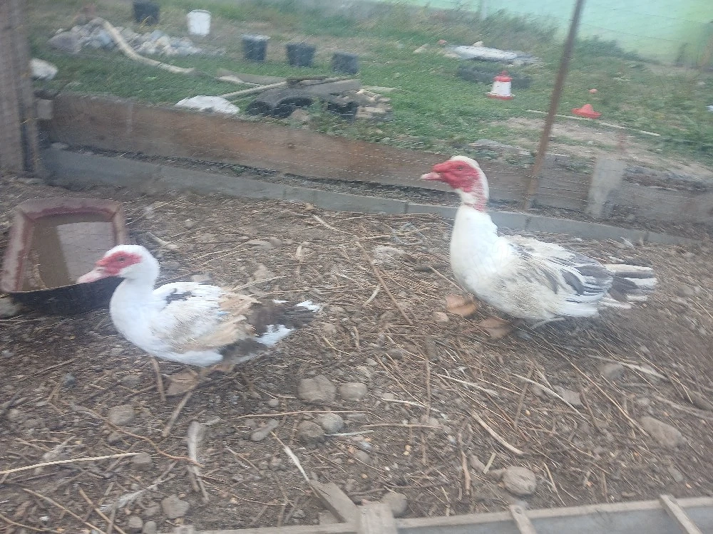 vand pereche rate,sau schimb cu gaini de casa