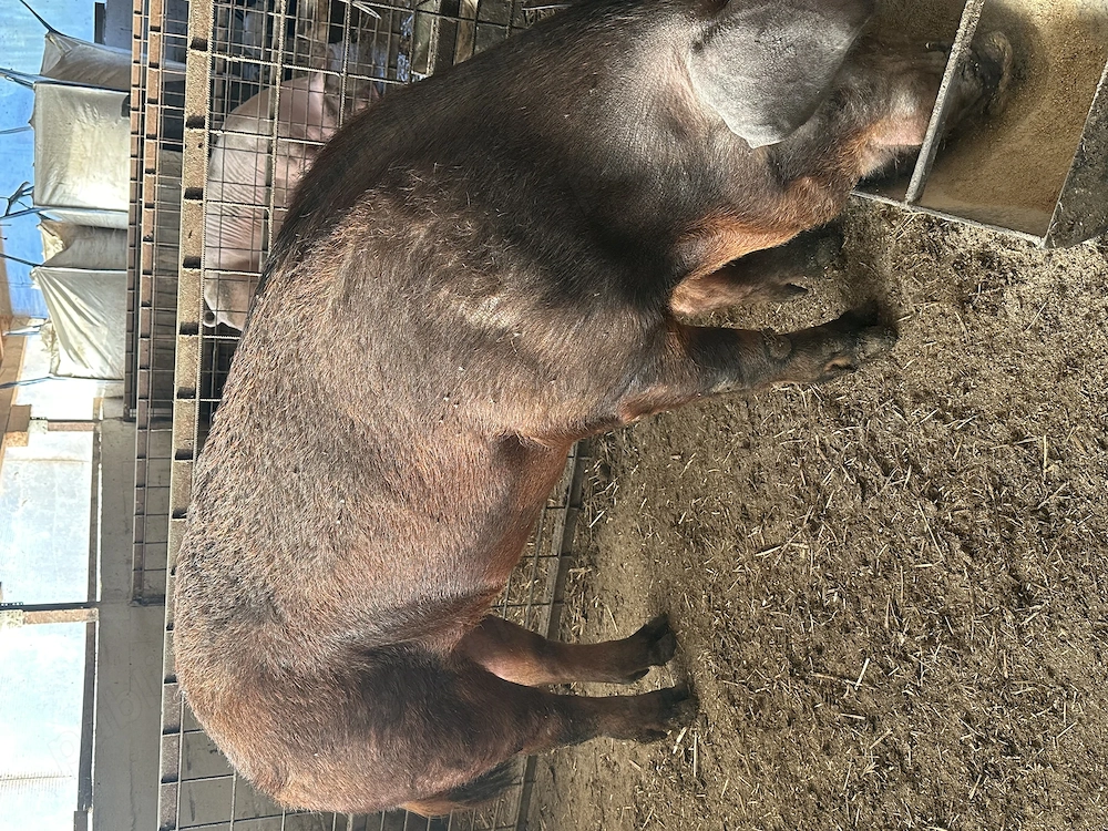 Vând vier de 2 ani Duroc ! 