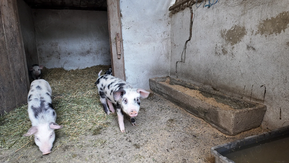 Purcei rasa de carne Pietran cu Marele alb 8 saptamani