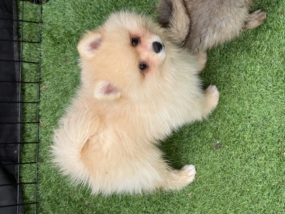 Spitz-pomeranian