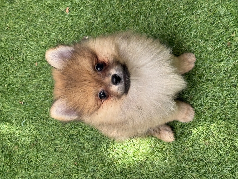 Băiat Spitz -pomeranian