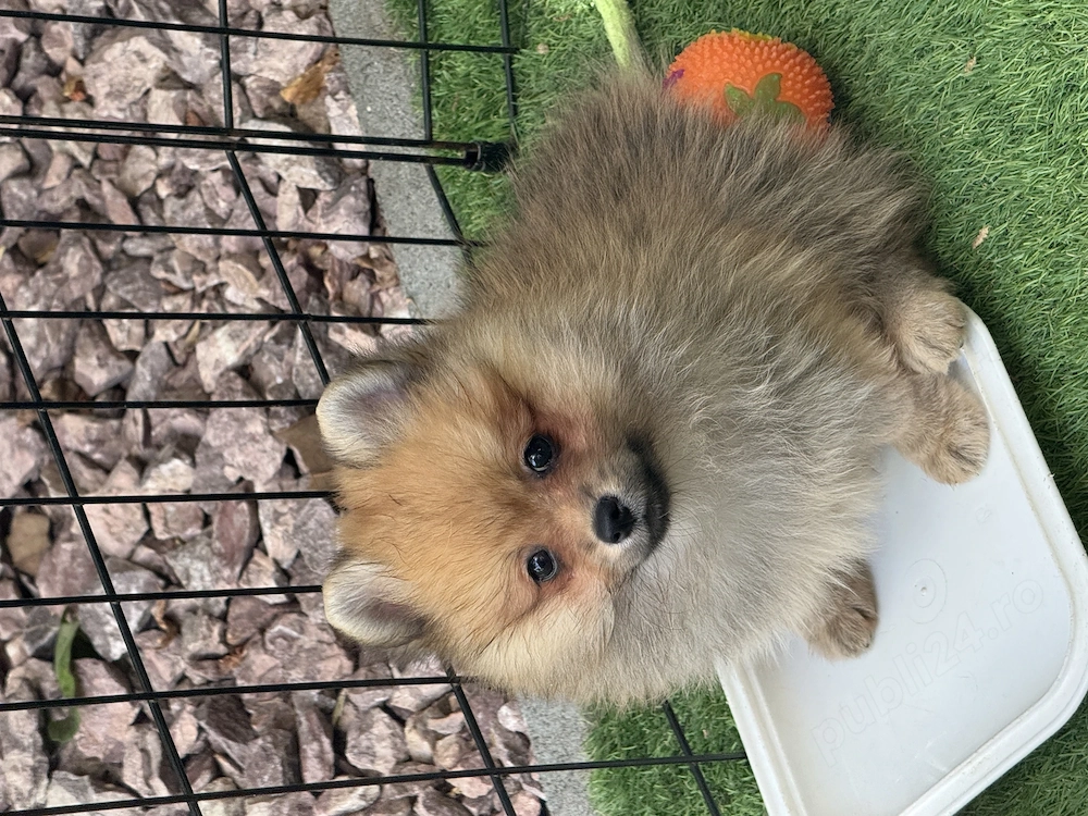 Băiat spitz-pomeranian