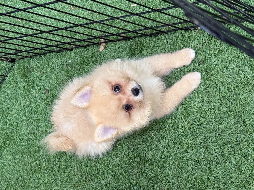 Fetița Spitz -Pomeranian 