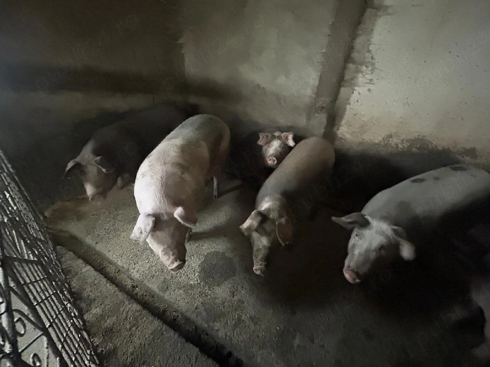 Porci de vânzare 