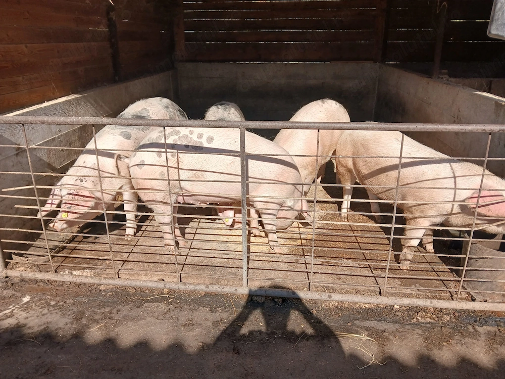 Porci de vânzare ...