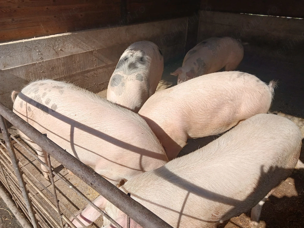 De vânzare porci