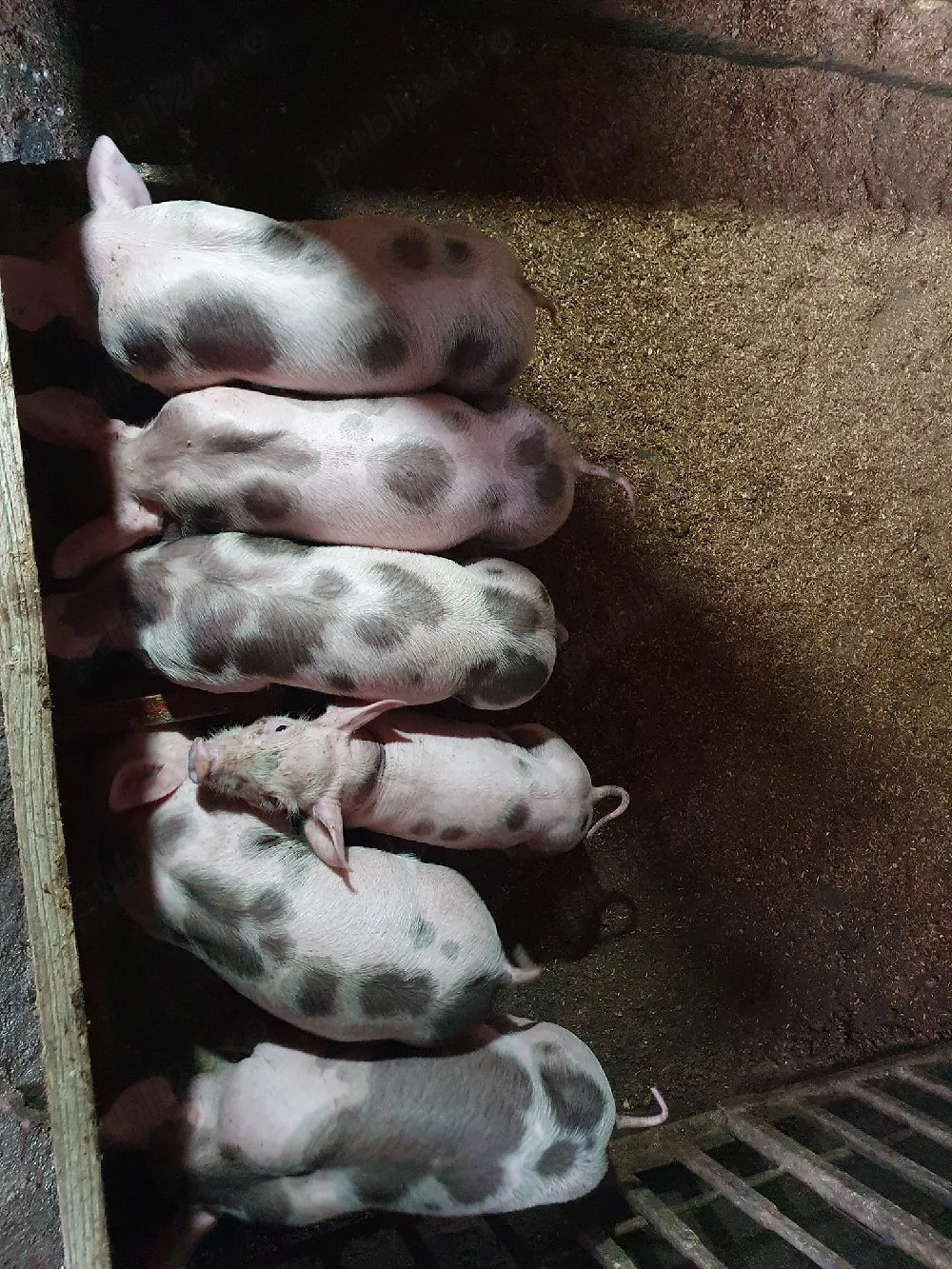 purcei de vânzare au sase saptamanii mananca si urluiala latură pentru mai multe informații sunati .