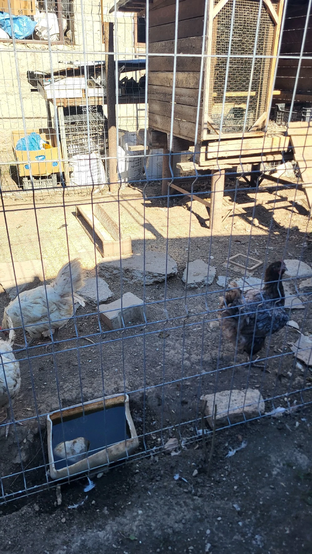 De vanzare gaini australorp 