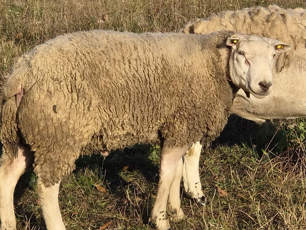 Berbec rasa Texel