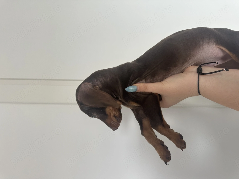 Teckel Pitic (Mini Dachshund), mascul, 3 luni