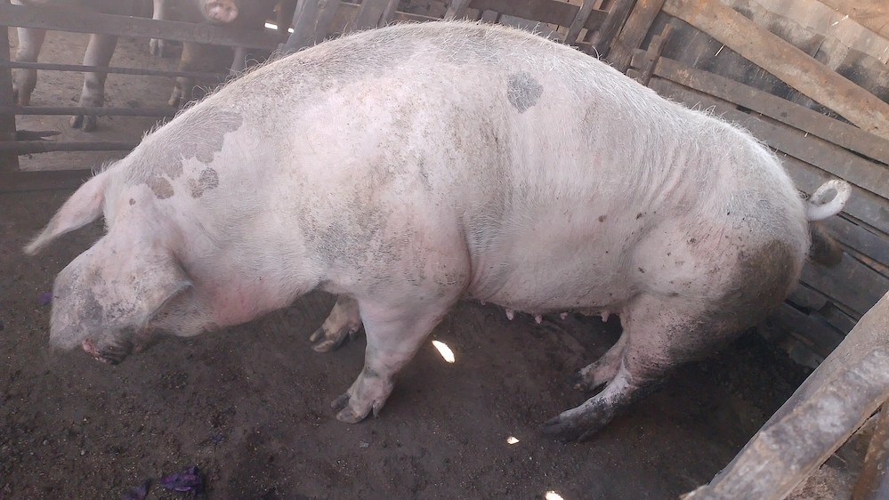 Porci de vânzare 