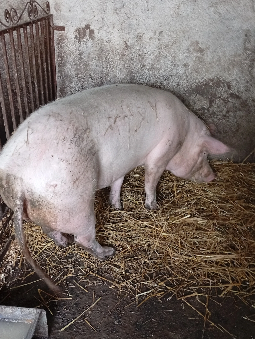 Vând porci pentru sacrificat