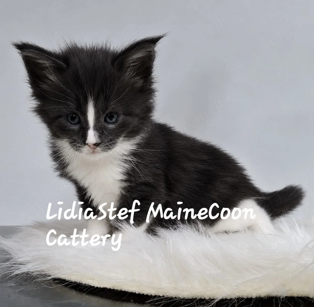 Maine Coon pisicuti cu Pedigree WCF-Magnificats-Felisa Timisoara
