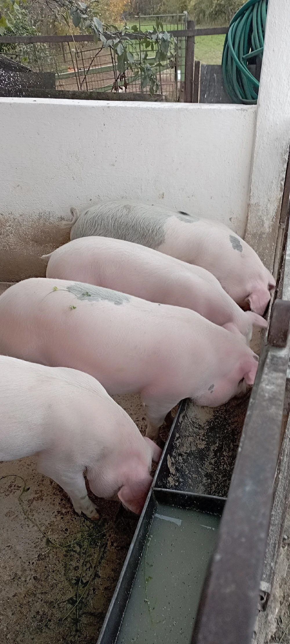 Porci de vanzare