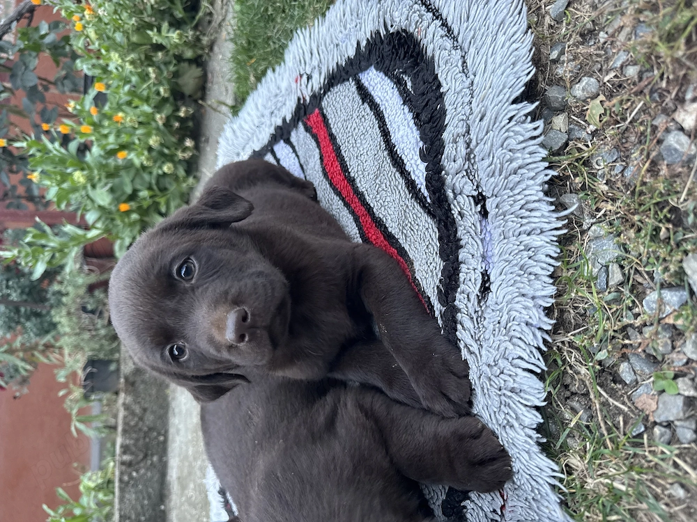 Pui labradori retriever