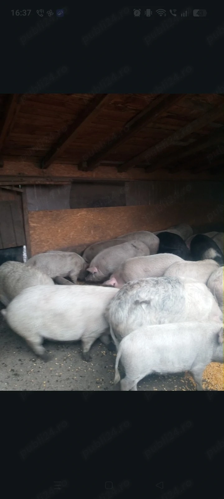 Vând porci 