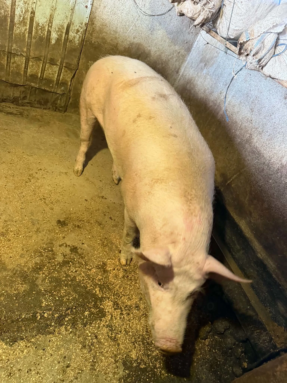 vand porc gras aproximativ 150-160