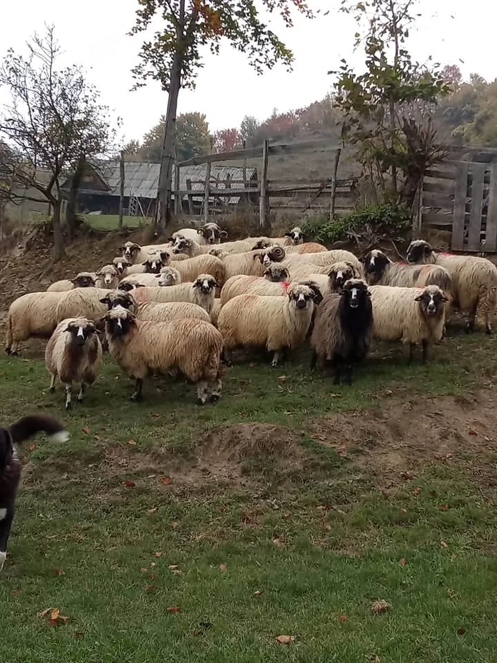 oi breze bune de ținut 