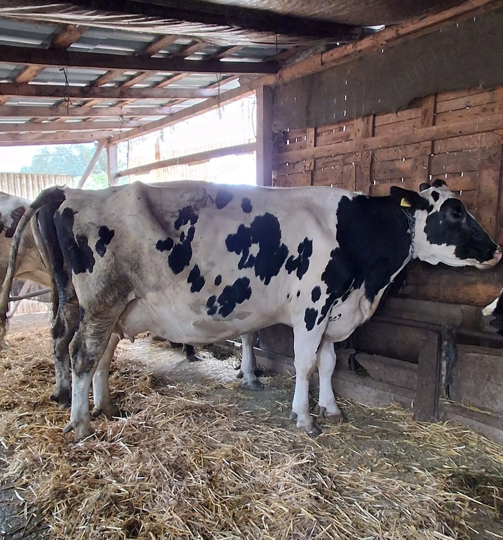Vacă holstein 