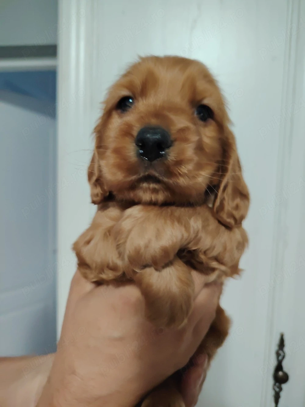 Puiuț cocker spaniel 