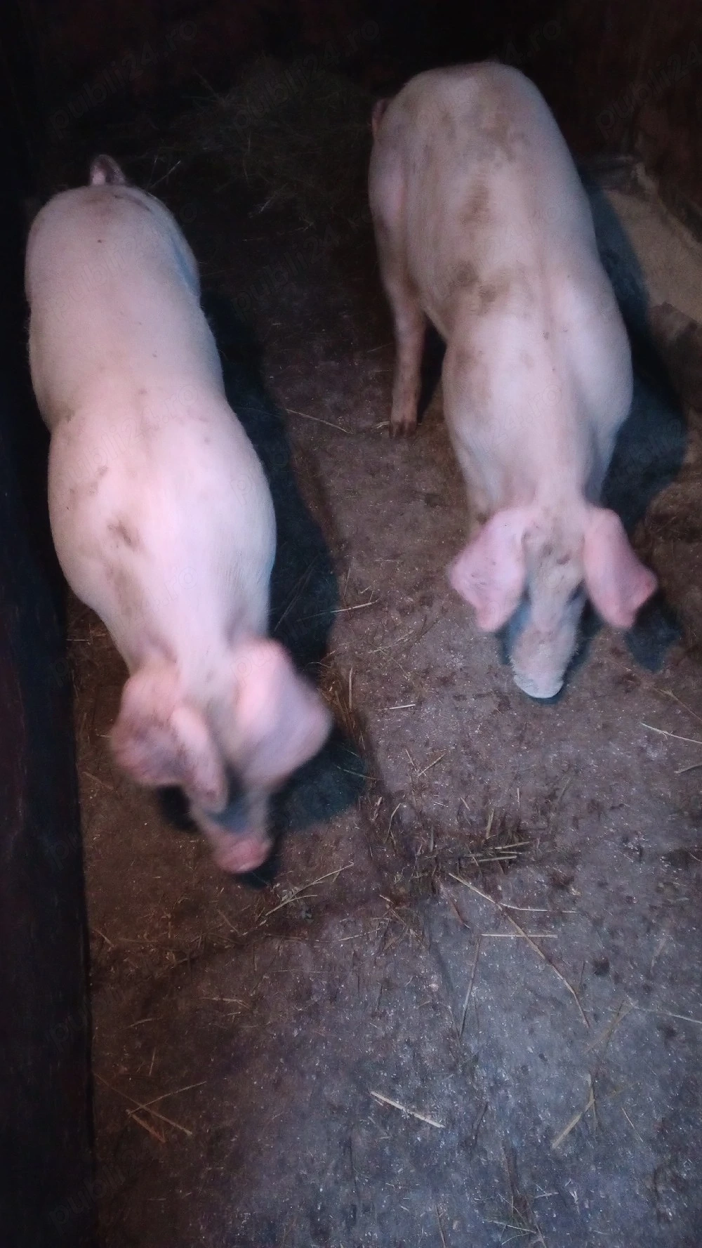 Porci de vanzare