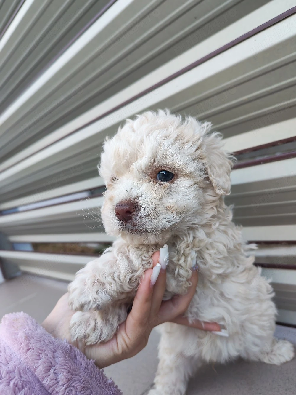 cățeluși bichon frise