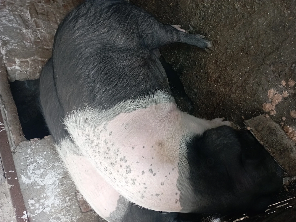 Porc bazna de vanzare