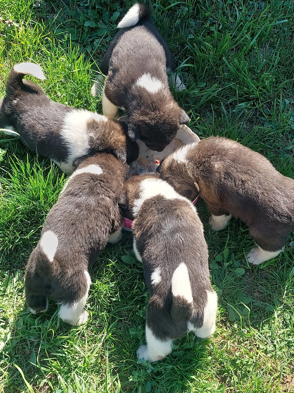 Akita american puiuti
