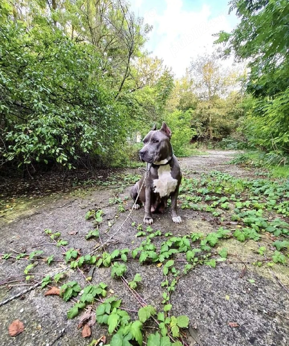 Catei American bully xl