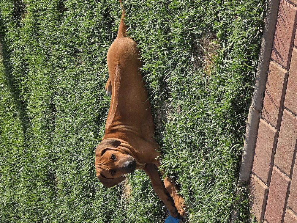 Femela Rhodesian Ridgeback