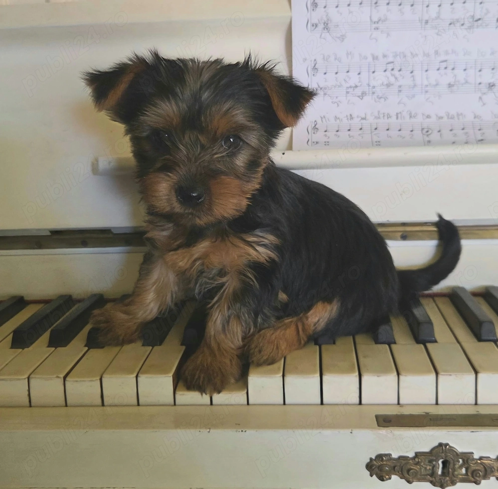 Yorkshire terrier, doua fetite  isi cauta o noua familie iubitoare 