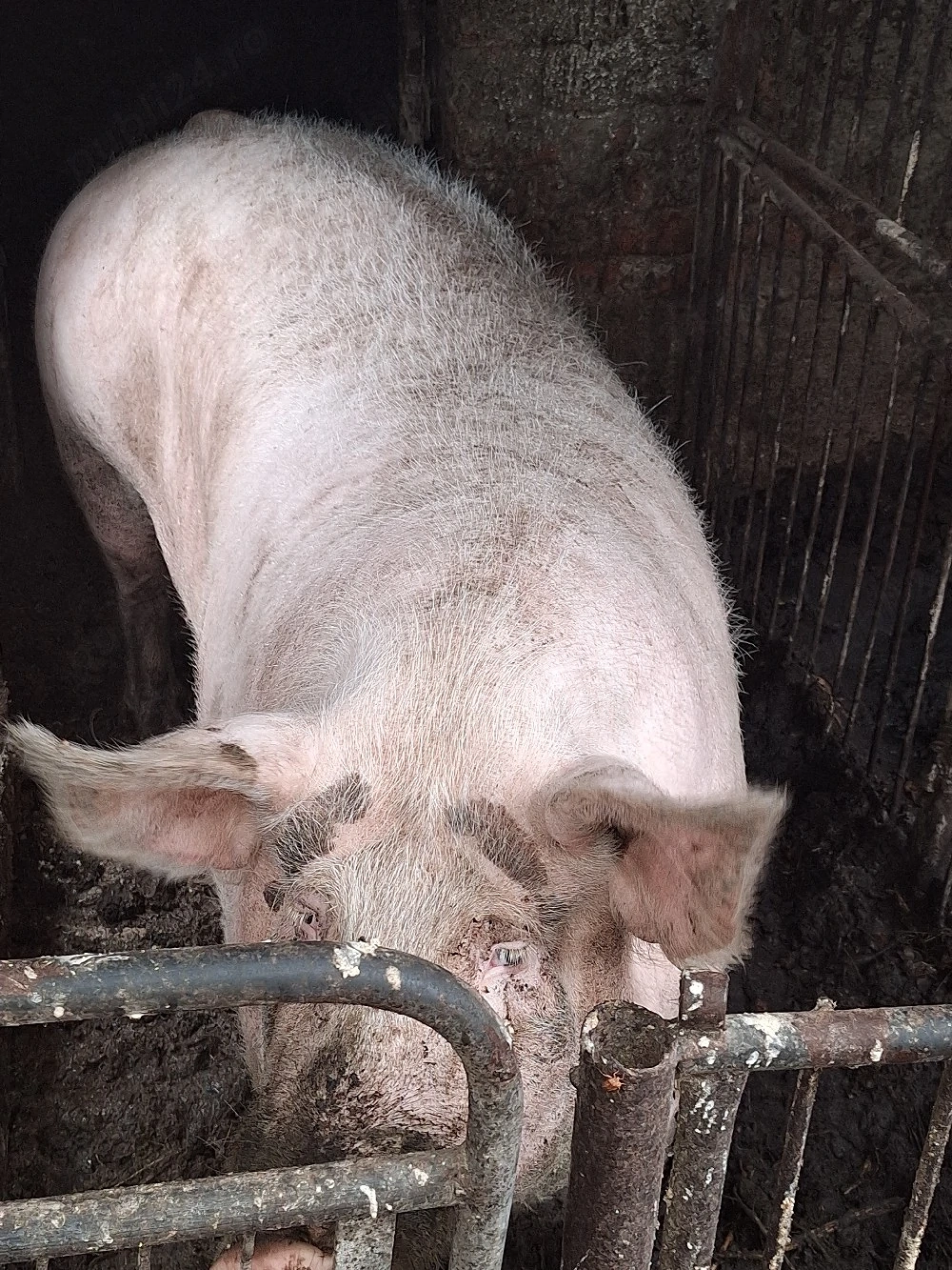 Porc de vinzare 13 lei